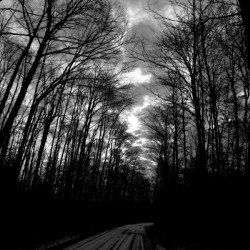 Black & White Trees